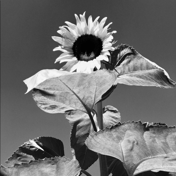 Meet your Posher, Kelso - Picture 1 of 1